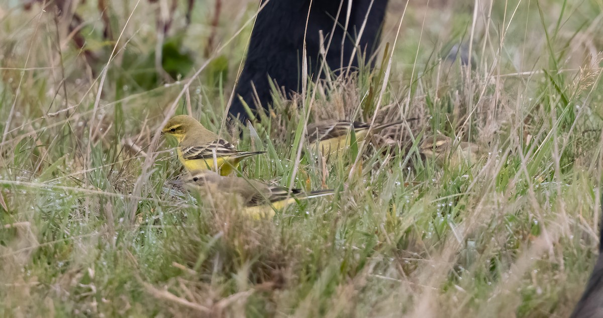 Western Yellow Wagtail - ML641856919