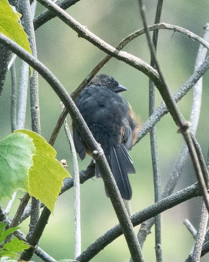 Spotted Towhee - ML641856926