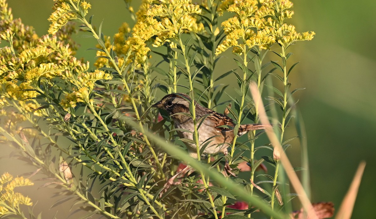 Swamp Sparrow - ML641856927