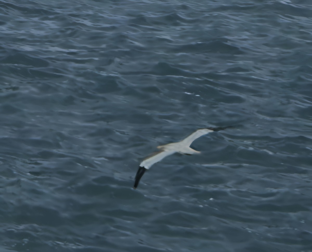 Northern Gannet - ML641856935