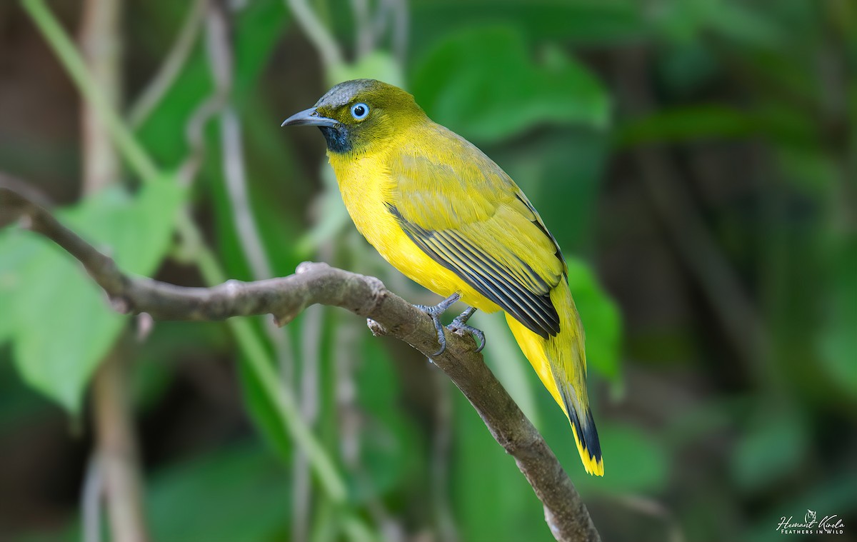Andaman Bulbul - ML641856946