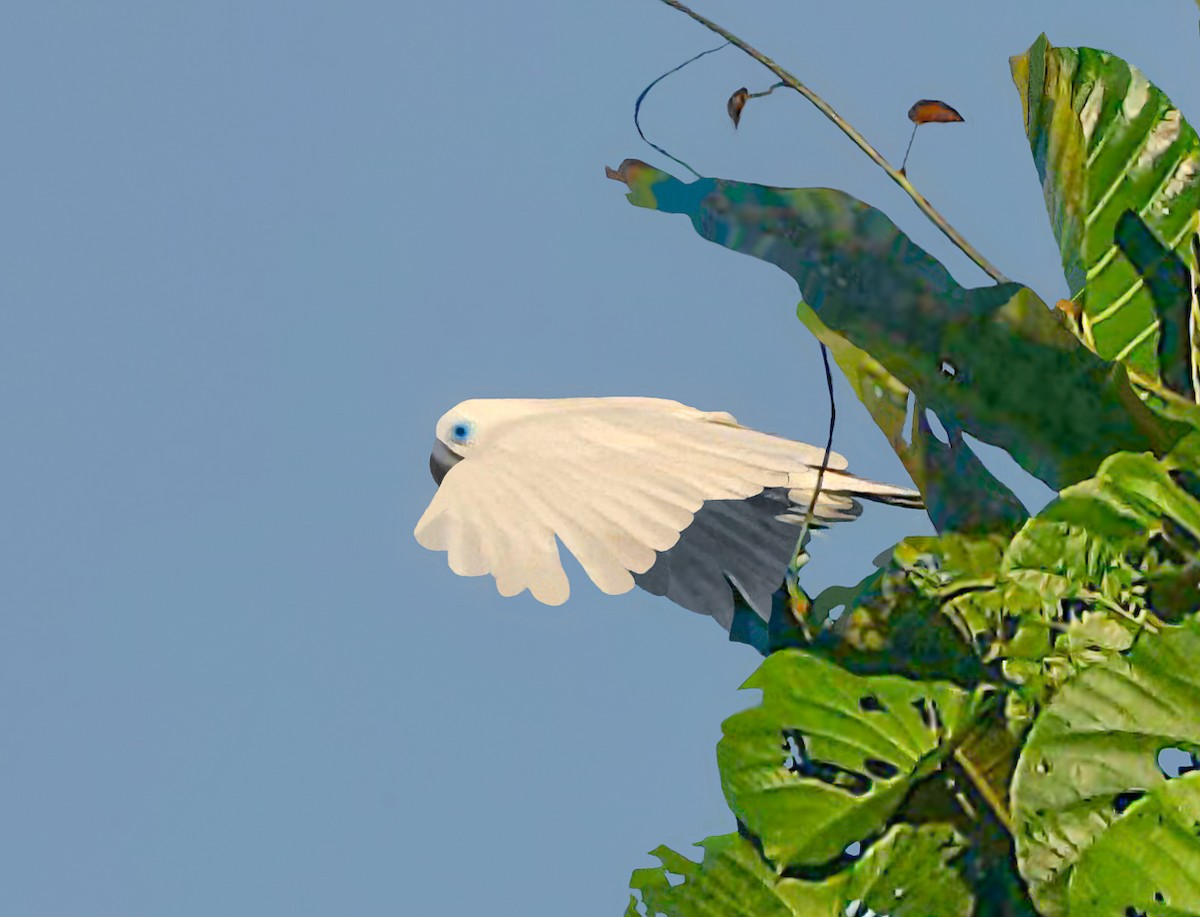 Blue-eyed Cockatoo - ML641856981