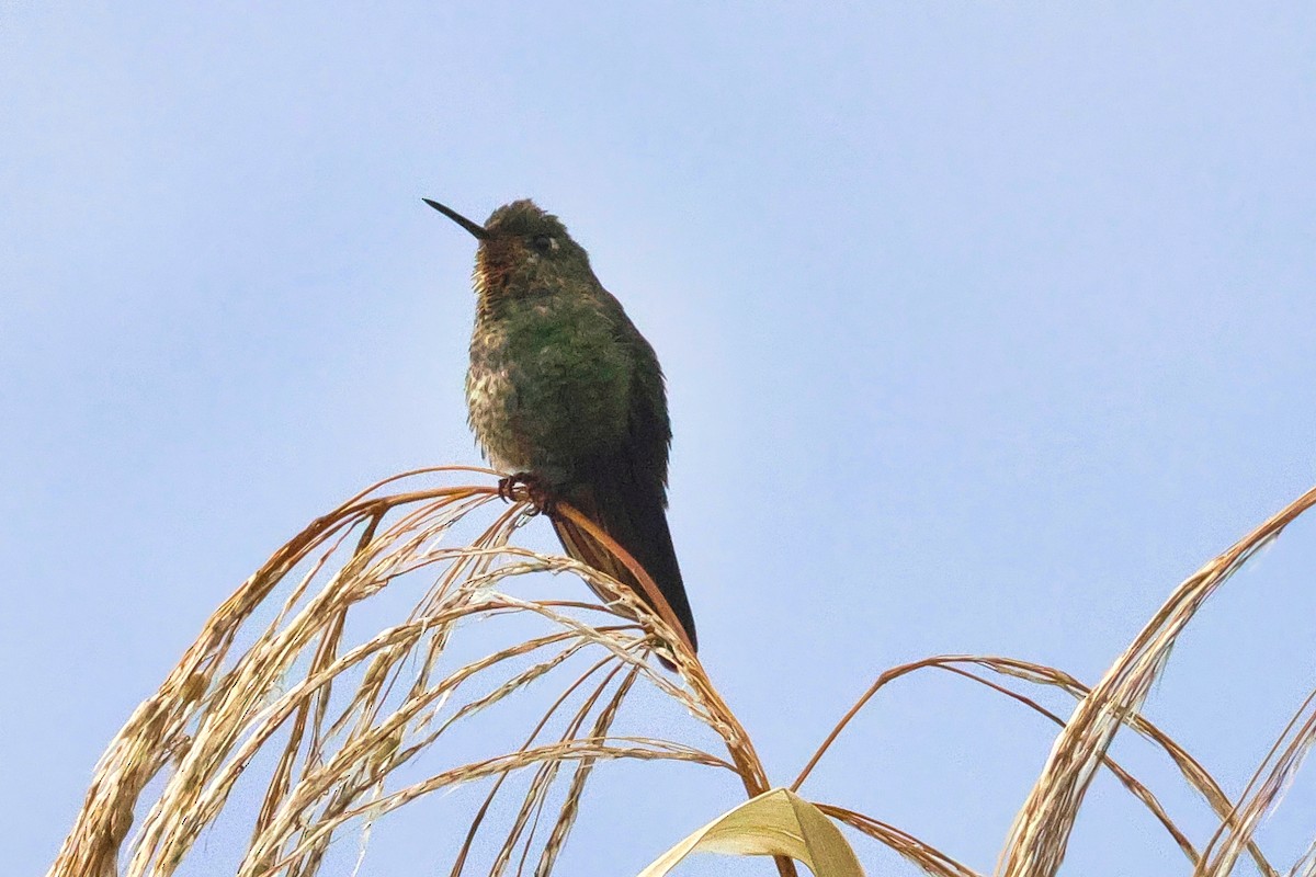 Tyrian Metaltail (Tyrian) - ML641857004