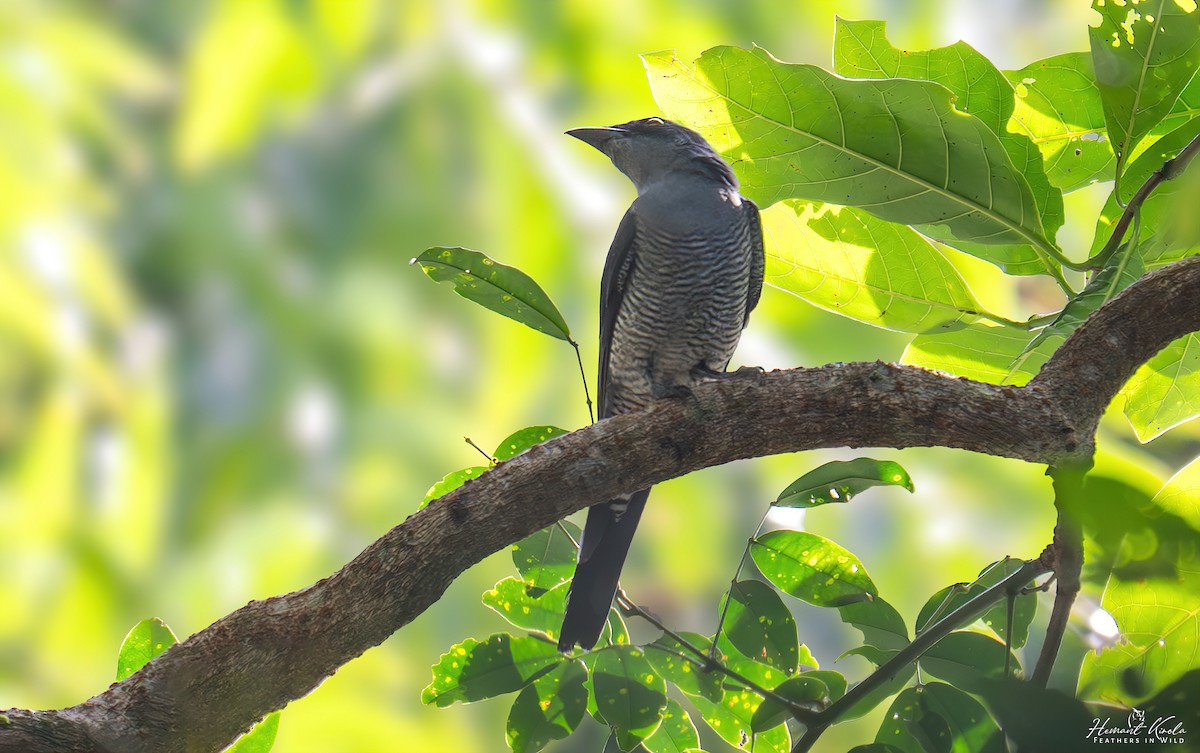 Andaman Cuckooshrike - ML641857012