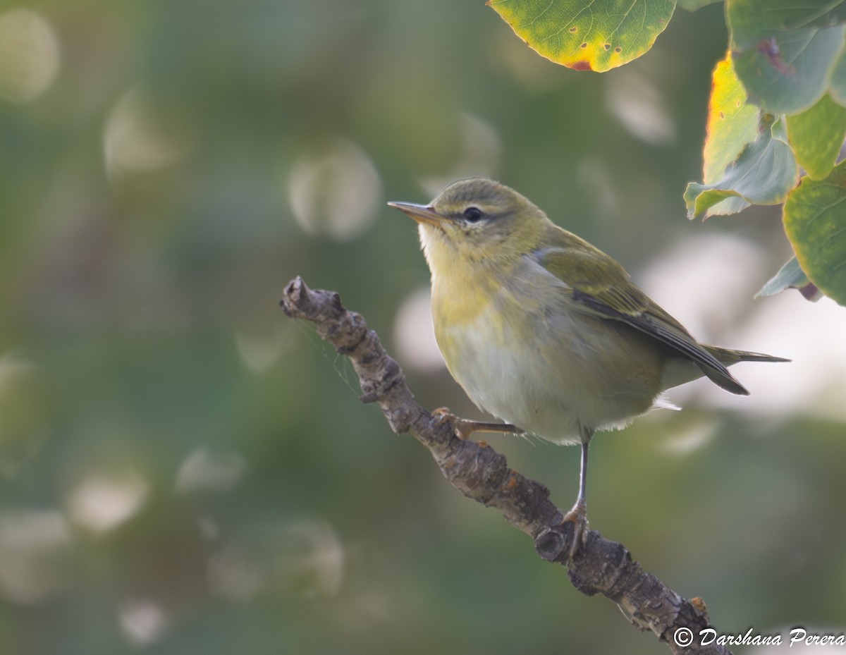 Tennessee Warbler - ML641857013