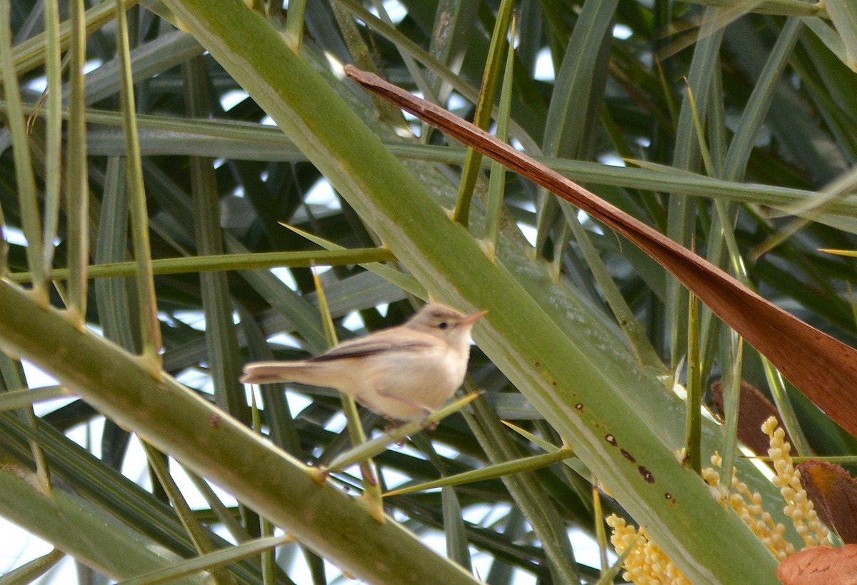 Western Olivaceous Warbler - ML641857014