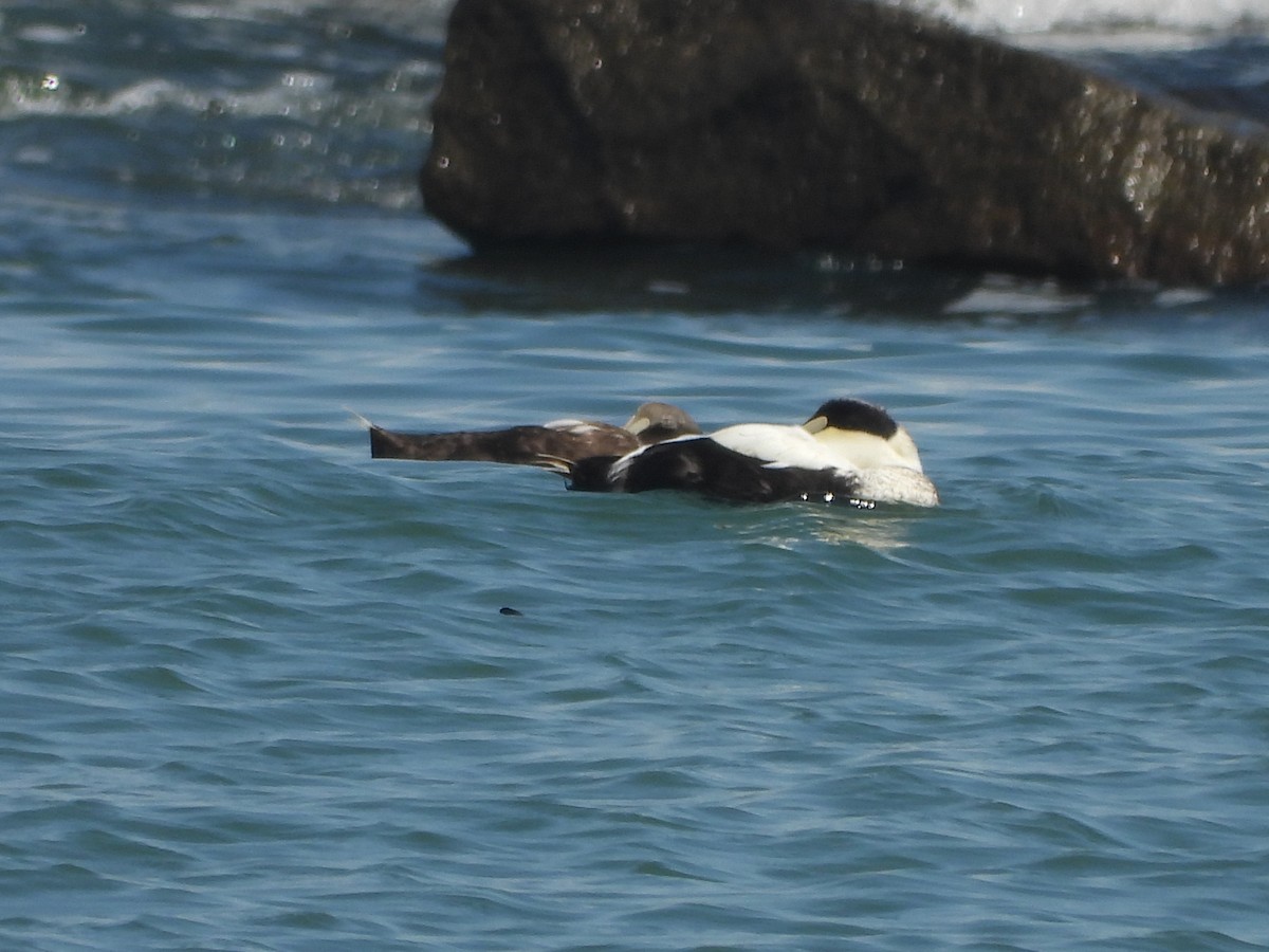Common Eider - ML641857096
