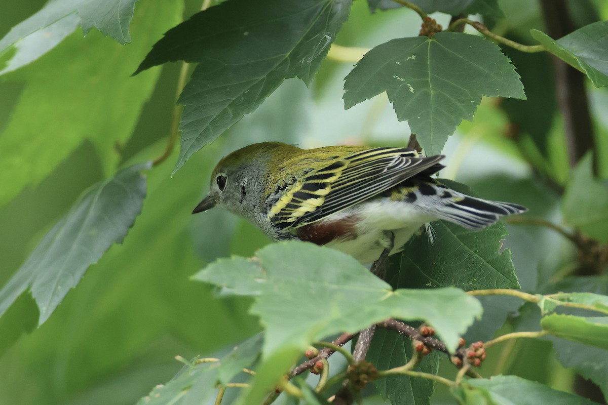 Chestnut-sided Warbler - ML641857103