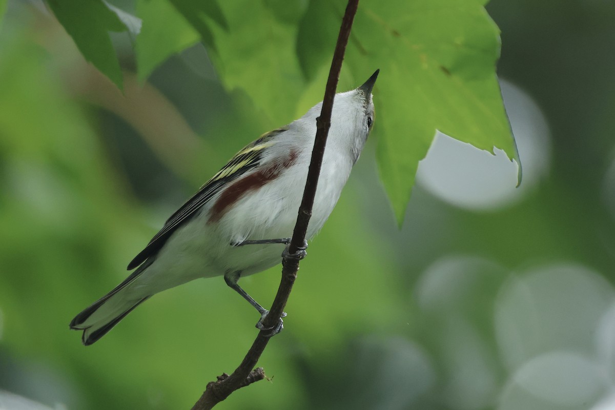 Chestnut-sided Warbler - ML641857107