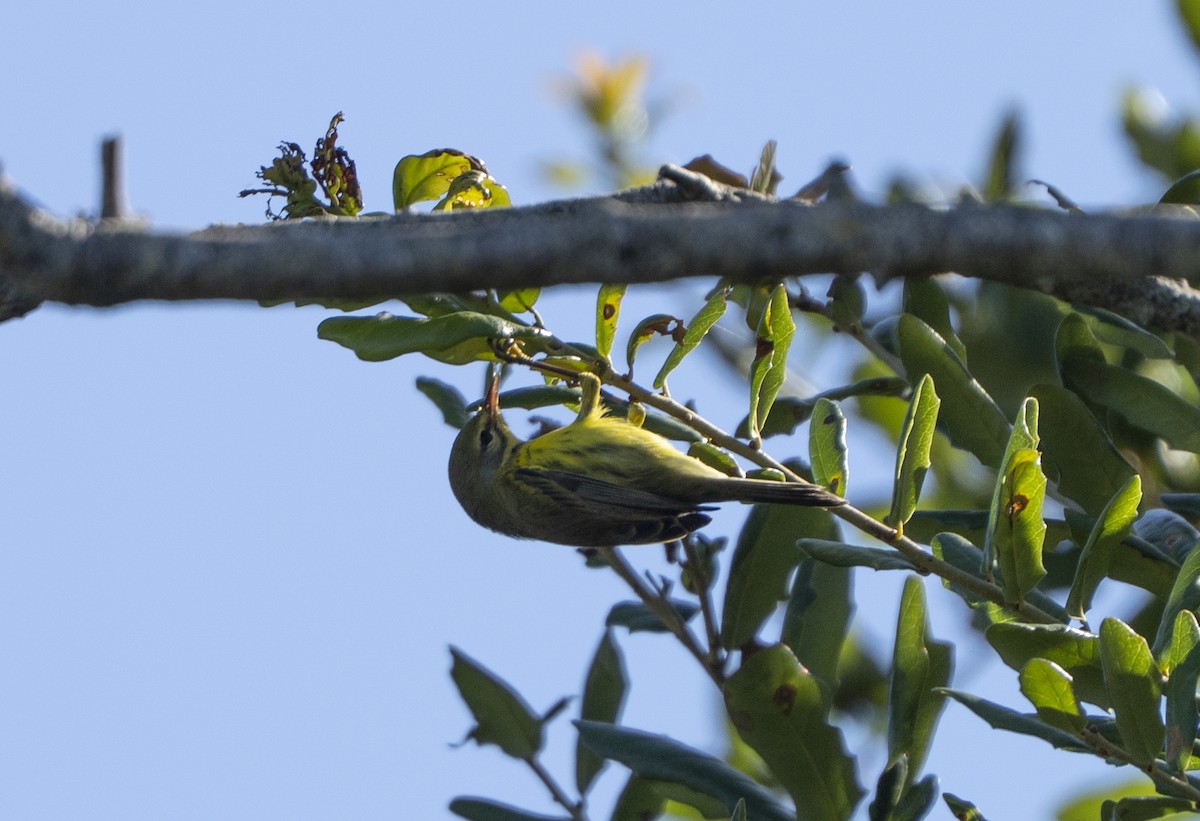Prairie Warbler - ML641857108
