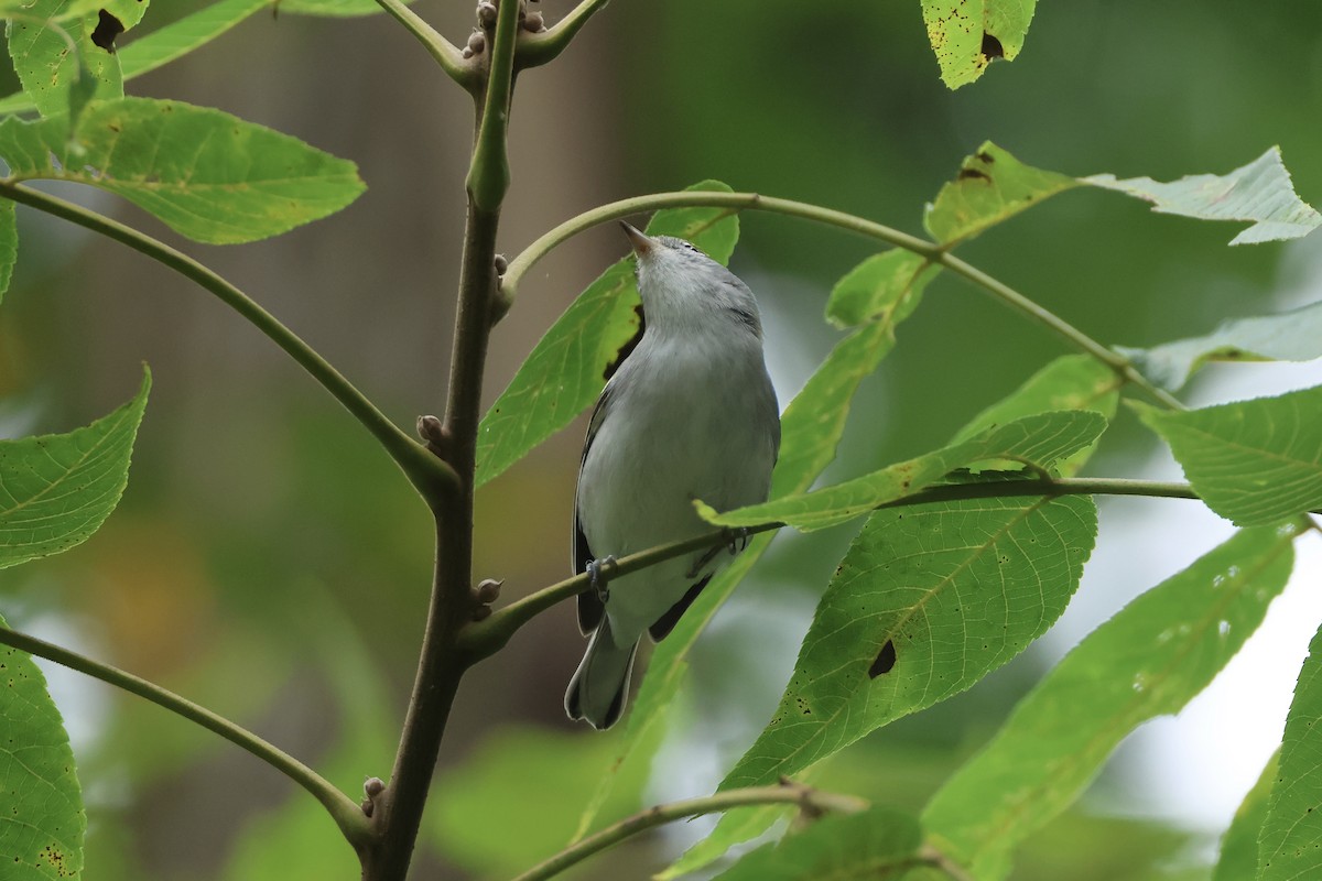 Chestnut-sided Warbler - ML641857109