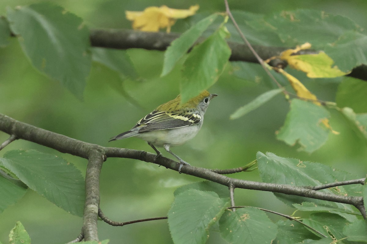 Chestnut-sided Warbler - ML641857110