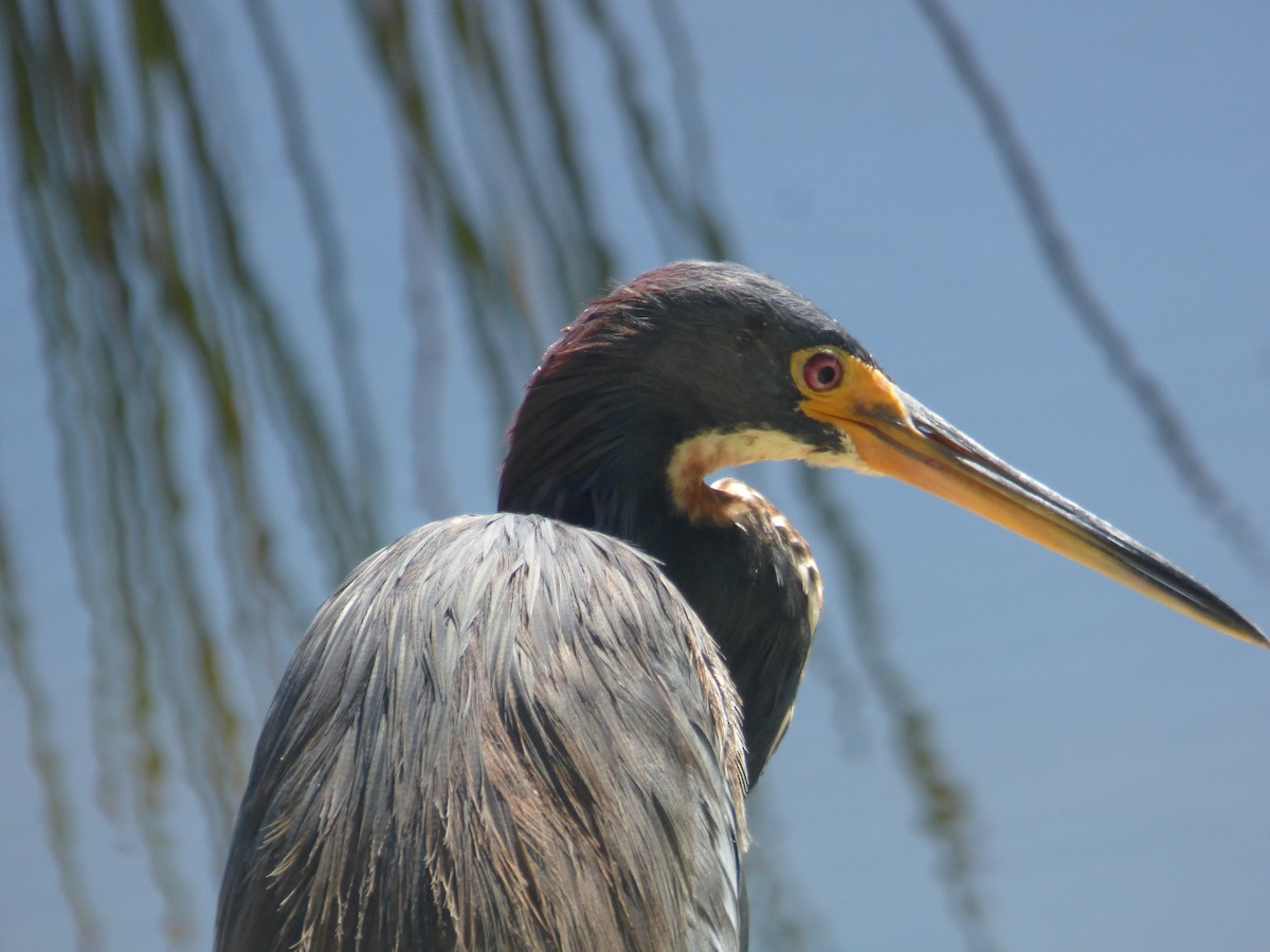 Tricolored Heron - ML641857112