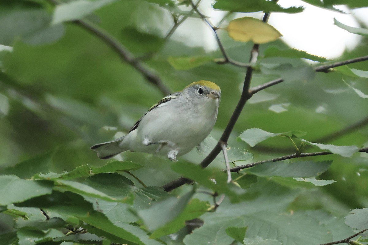 Chestnut-sided Warbler - ML641857114