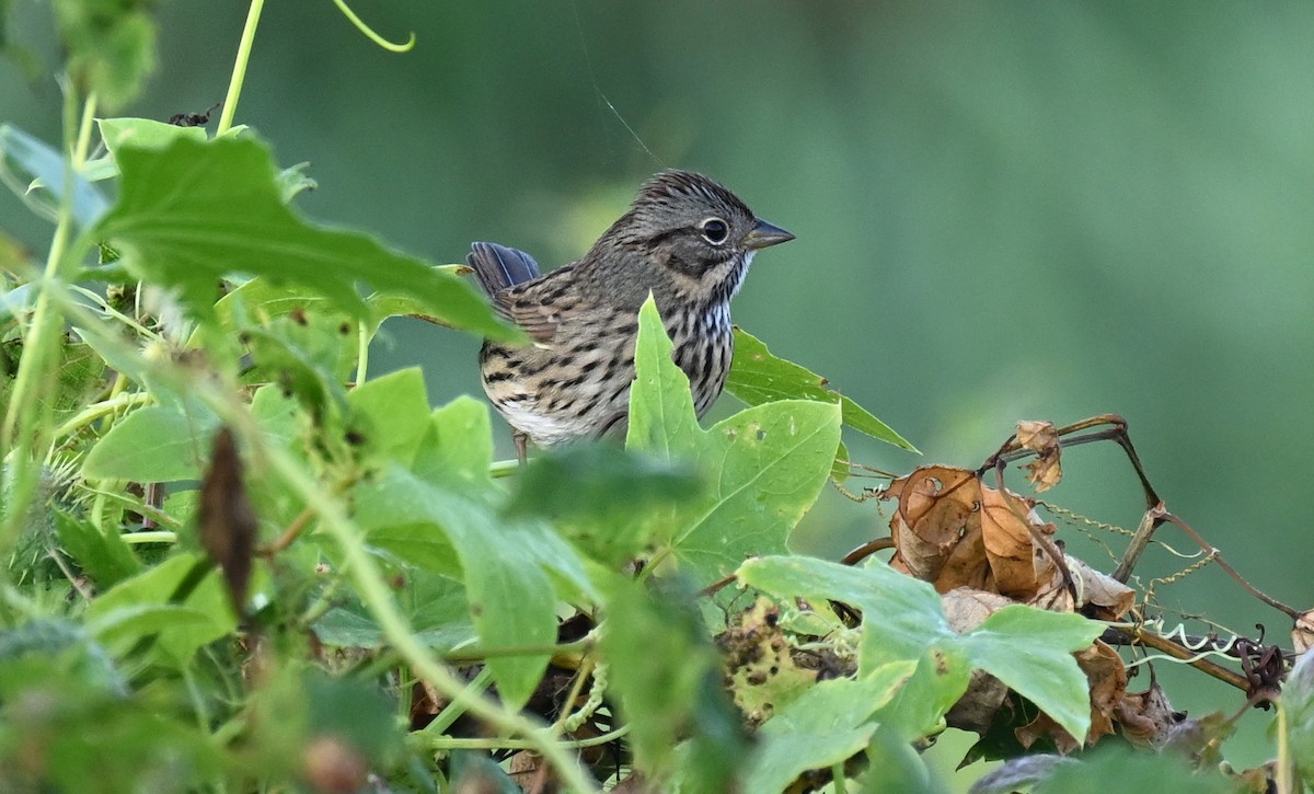 Lincoln's Sparrow - ML641857115