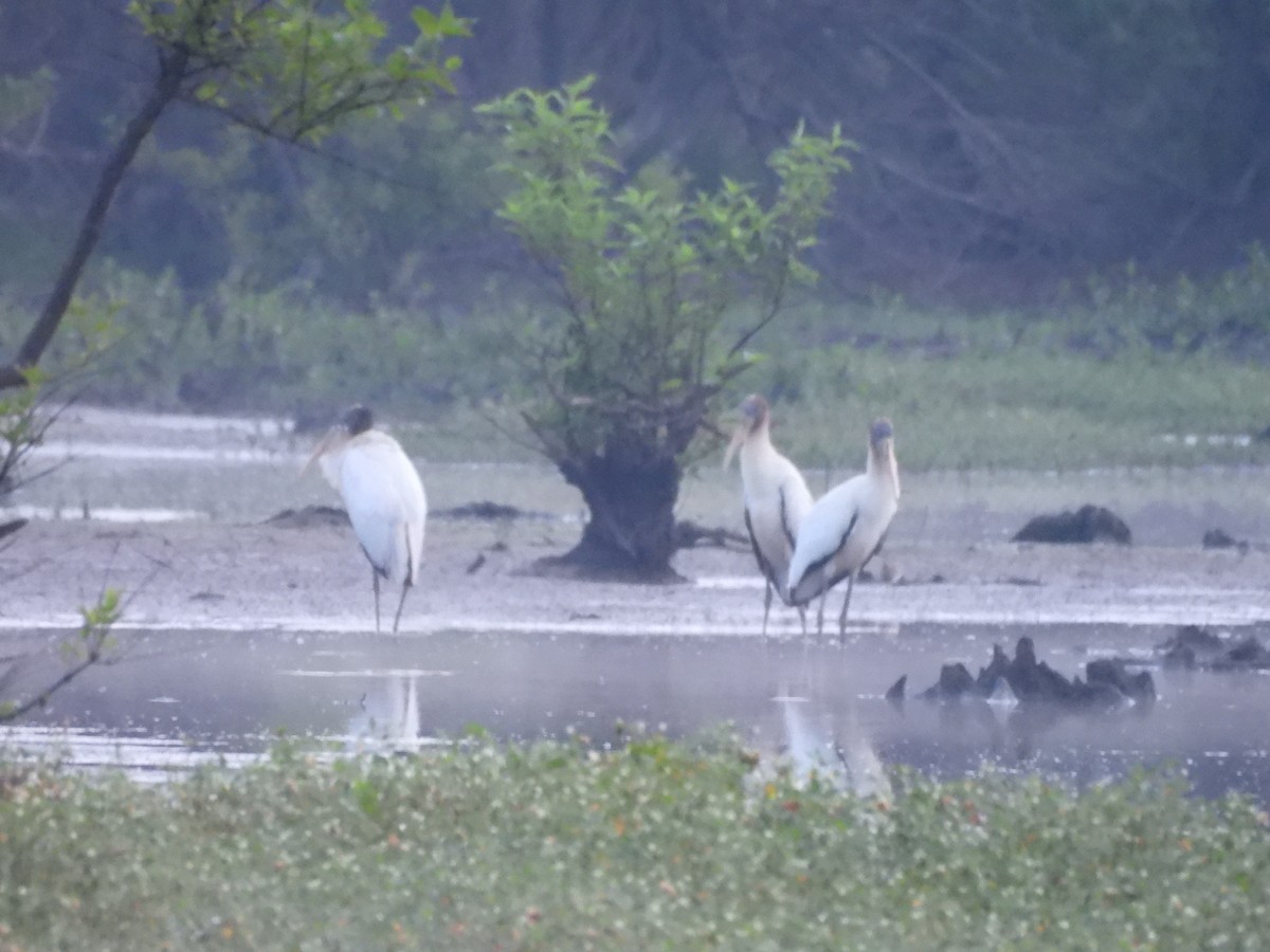 Wood Stork - ML641857116