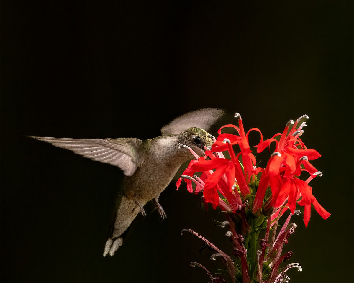 Ruby-throated Hummingbird - ML641857118