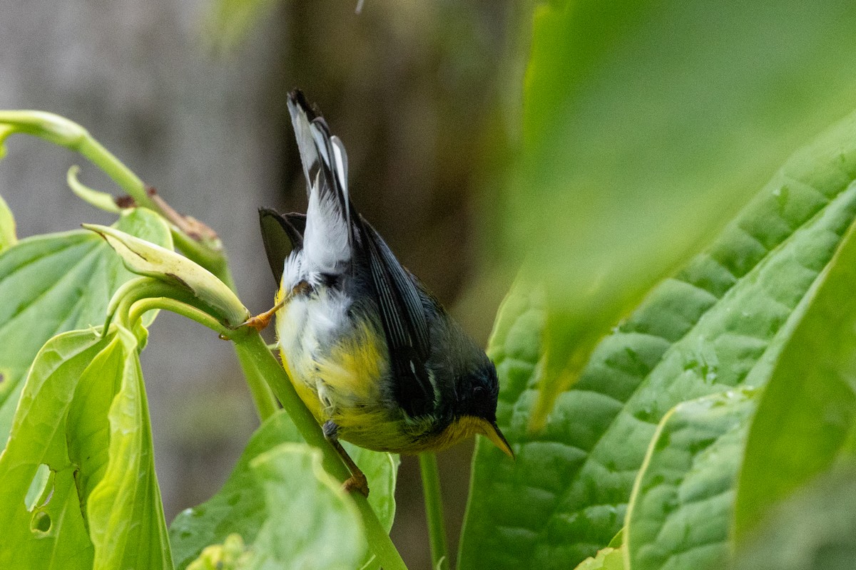 Tropical Parula (South American) - ML641857122