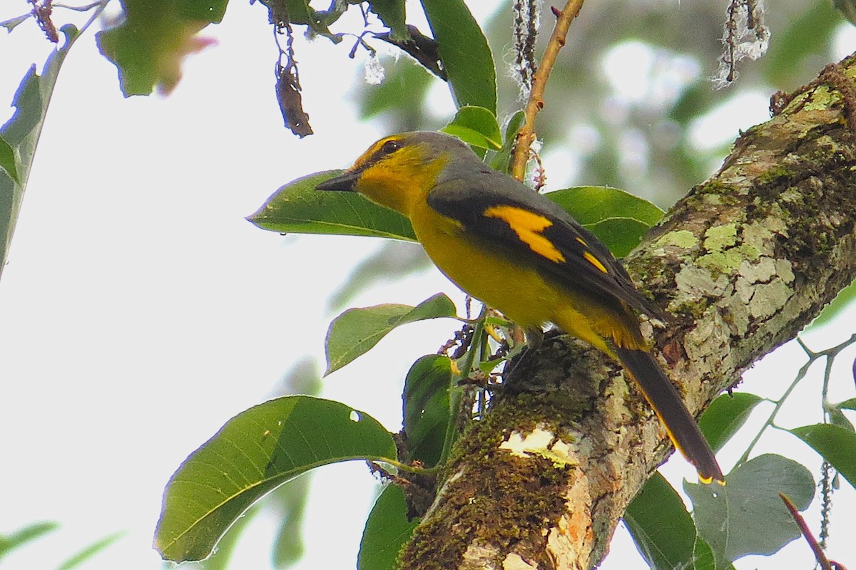 Scarlet Minivet - ML641857124