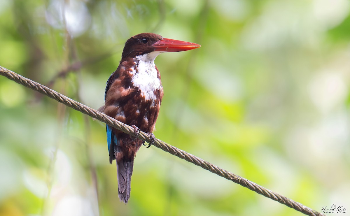 White-throated Kingfisher - ML641857136