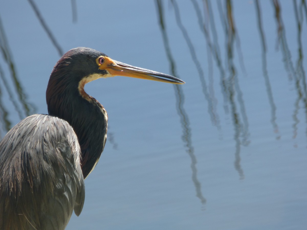 Tricolored Heron - ML641857137