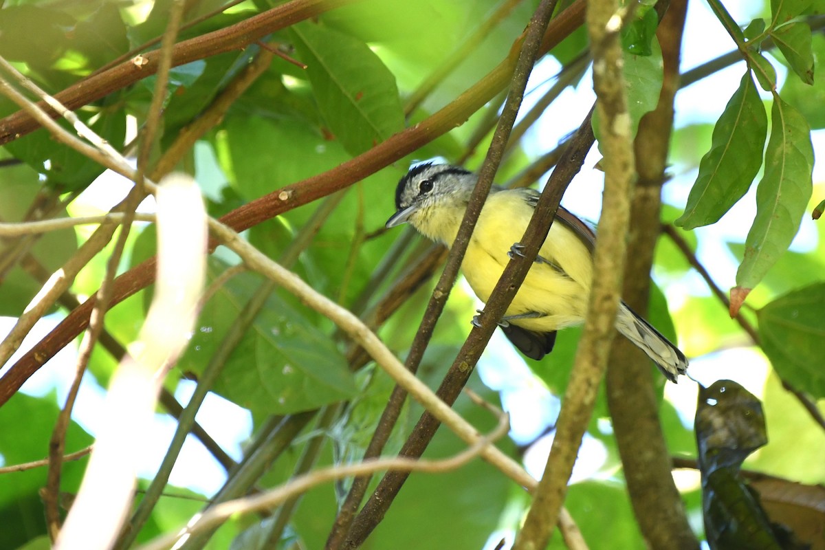 Rufous-margined Antwren - ML641857138