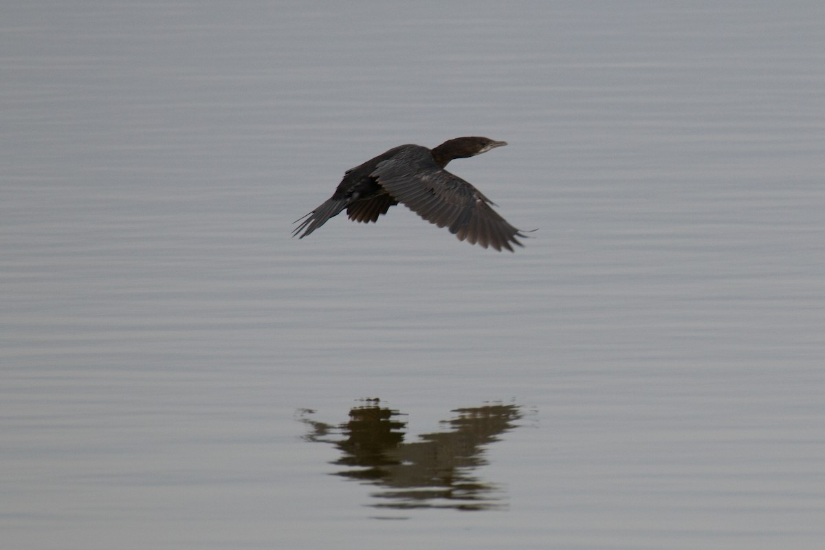 Pygmy Cormorant - ML641857139
