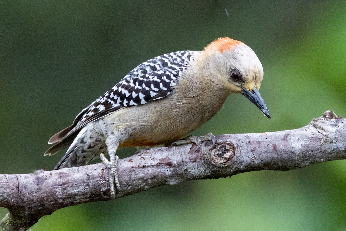 Red-crowned Woodpecker - ML641857140