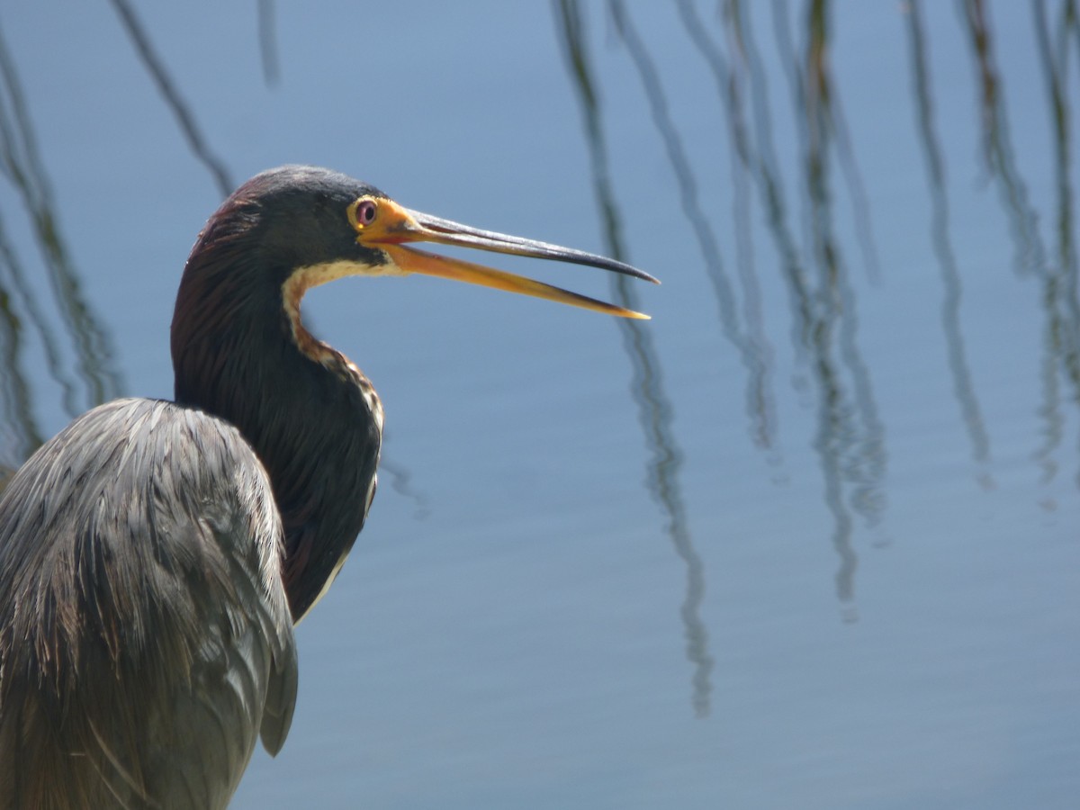 Tricolored Heron - ML641857141