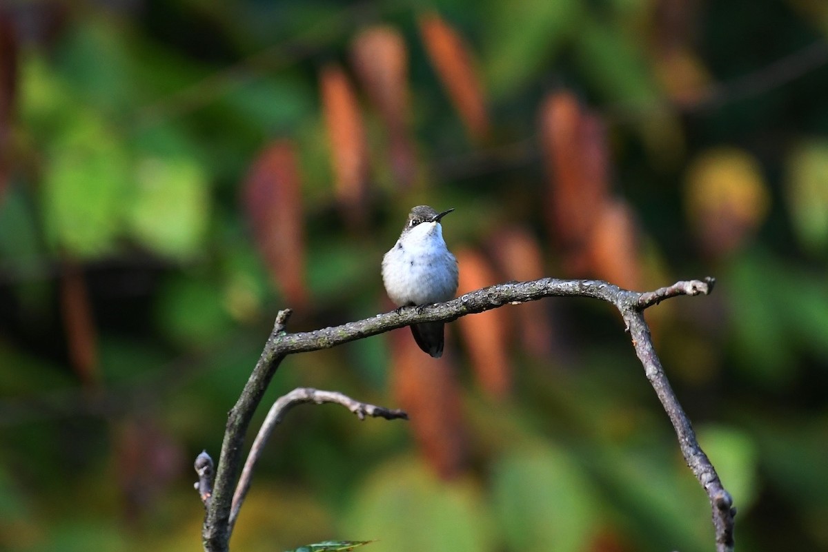 Ruby-throated Hummingbird - ML641857143
