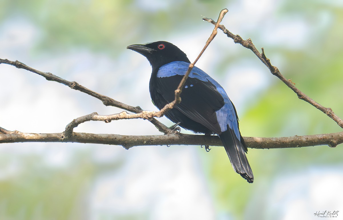 Asian Fairy-bluebird - ML641857162