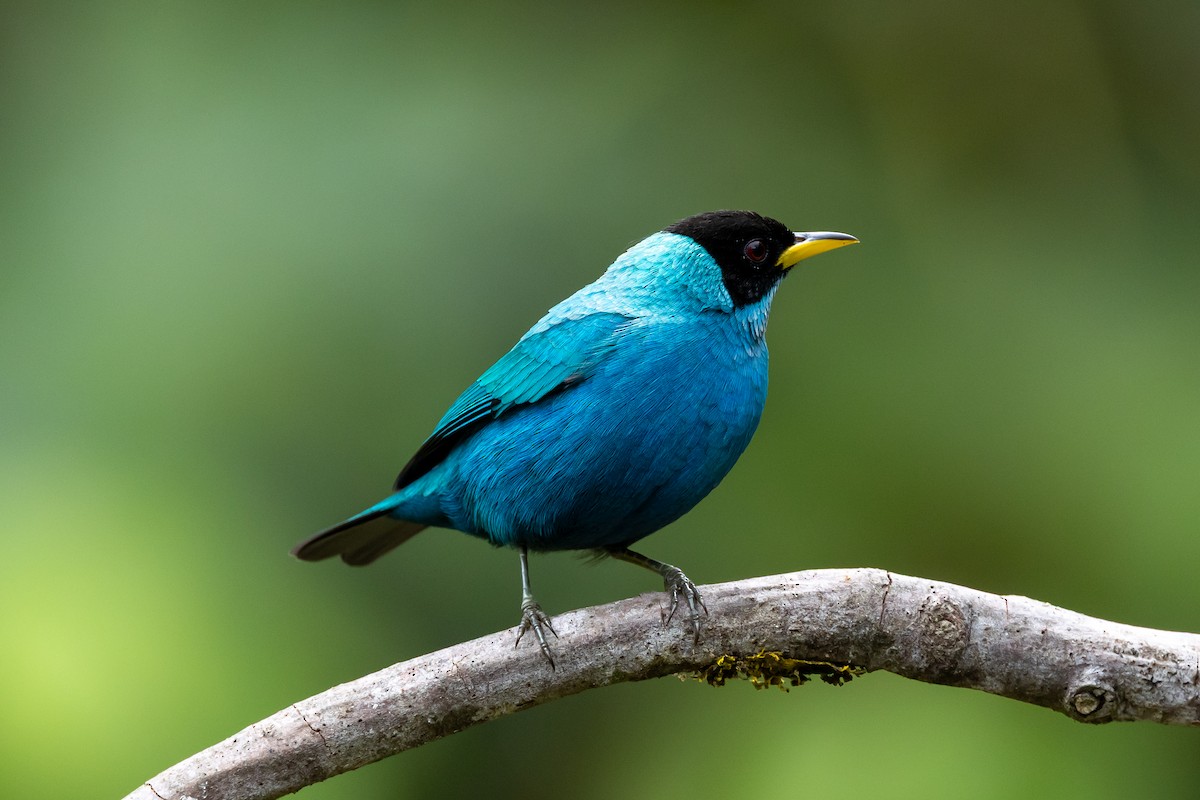 Green Honeycreeper - ML641857175