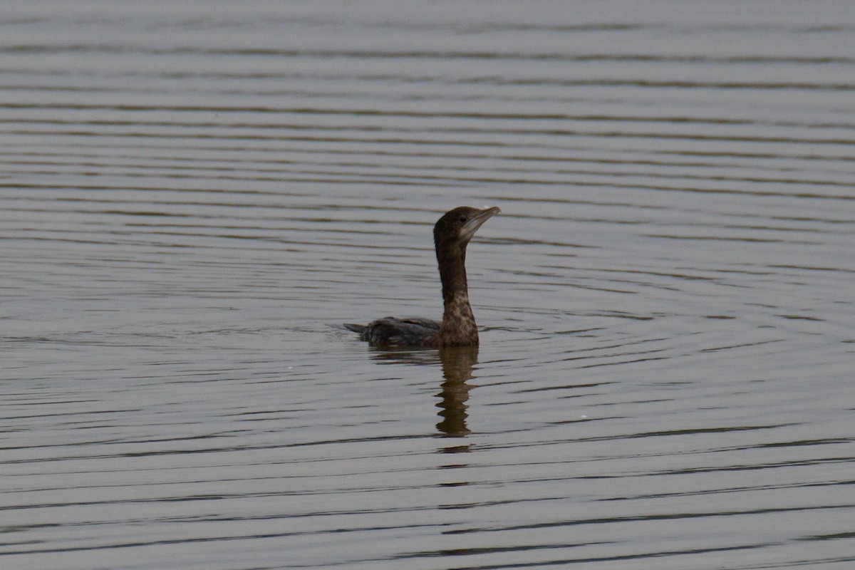 Cormoran pygmée - ML641857178