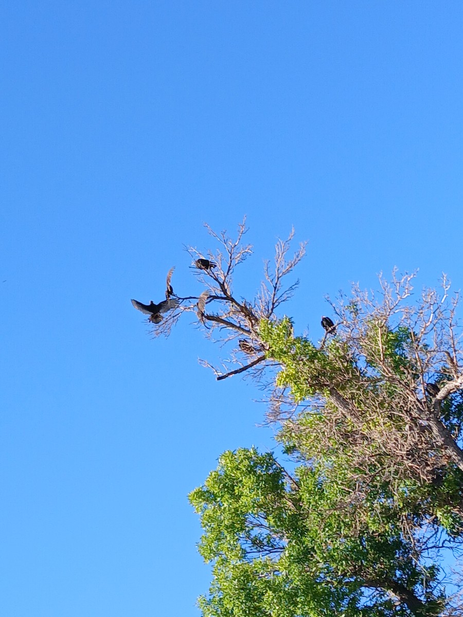 Turkey Vulture - ML641857186