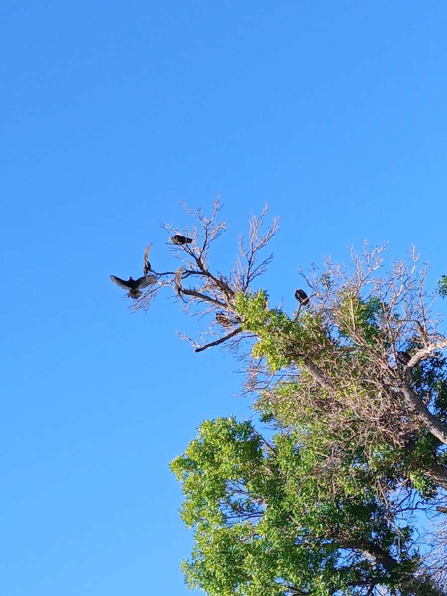 Turkey Vulture - ML641857188