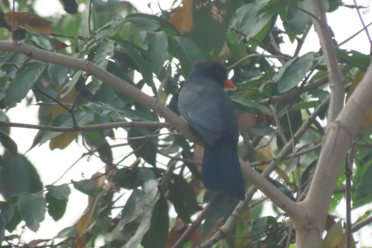 Black-fronted Nunbird - ML641857218