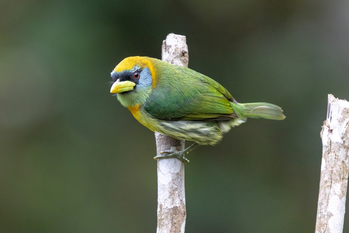 Kırmızı Başlı Barbet - ML641857227