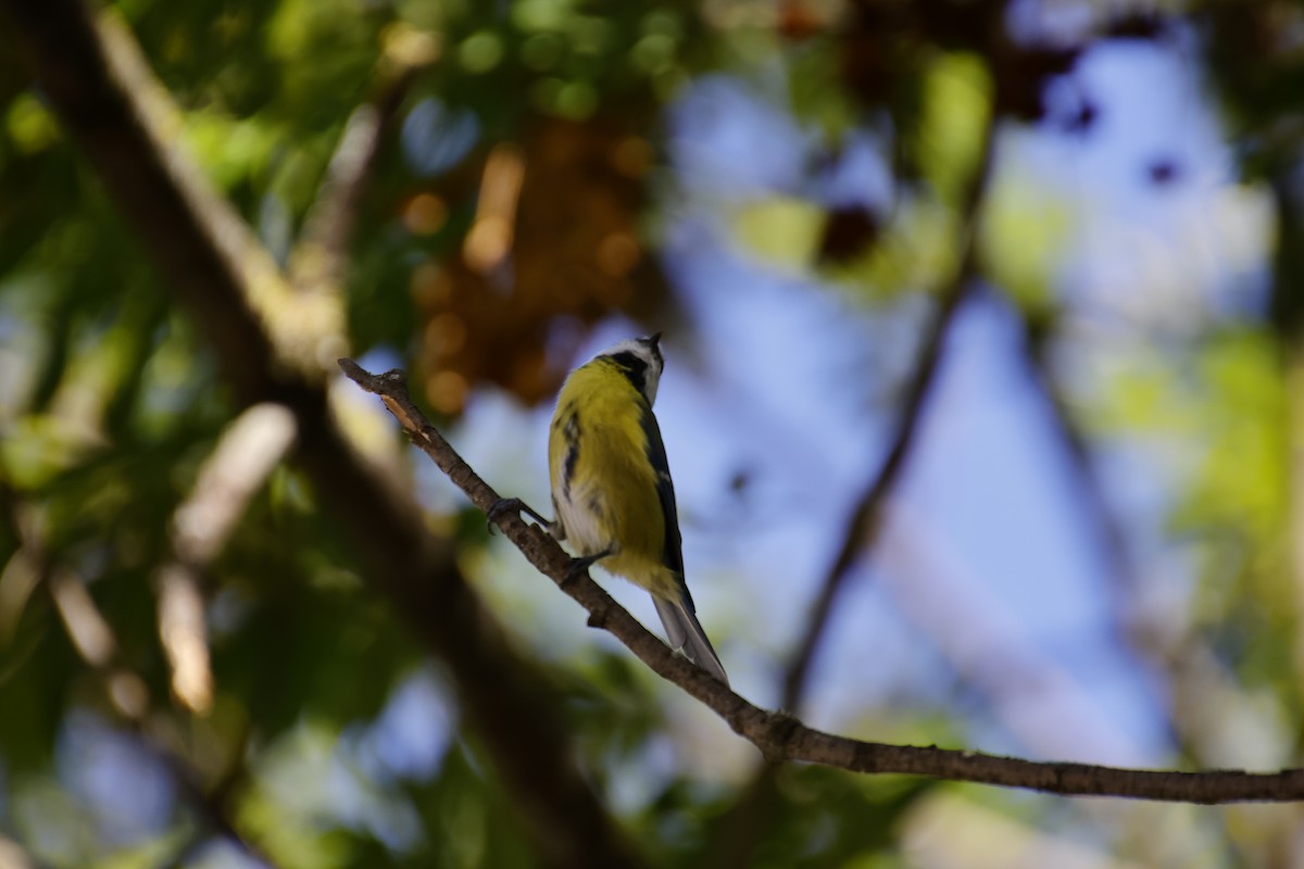 Eurasian Blue Tit - ML641857229