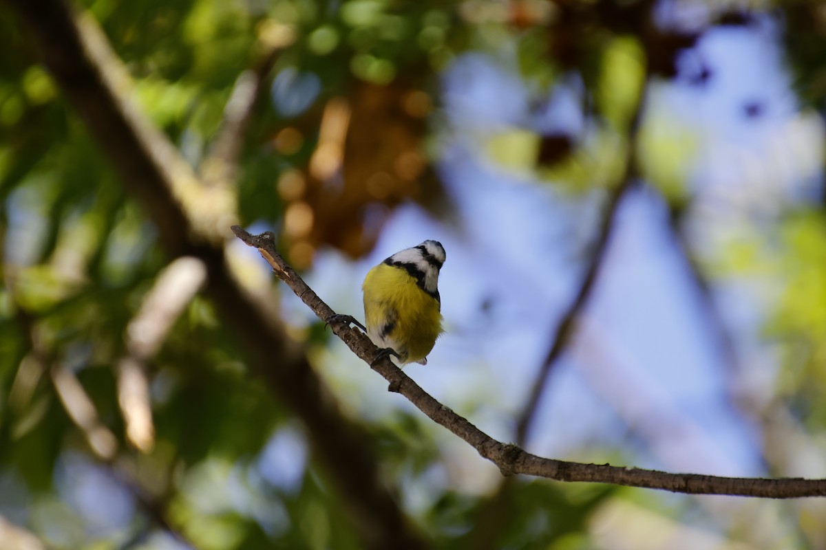 Eurasian Blue Tit - ML641857230