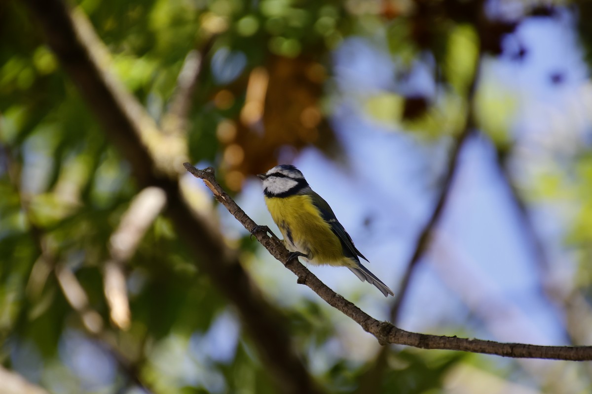 Eurasian Blue Tit - ML641857231