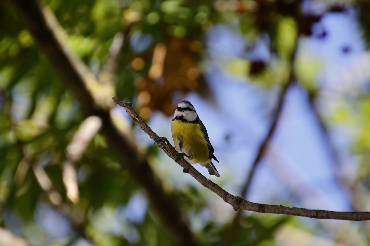 Eurasian Blue Tit - ML641857232