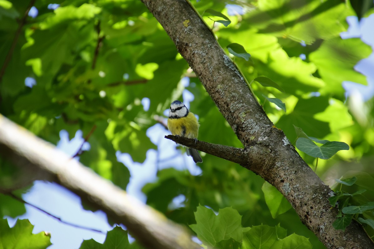 Eurasian Blue Tit - ML641857233