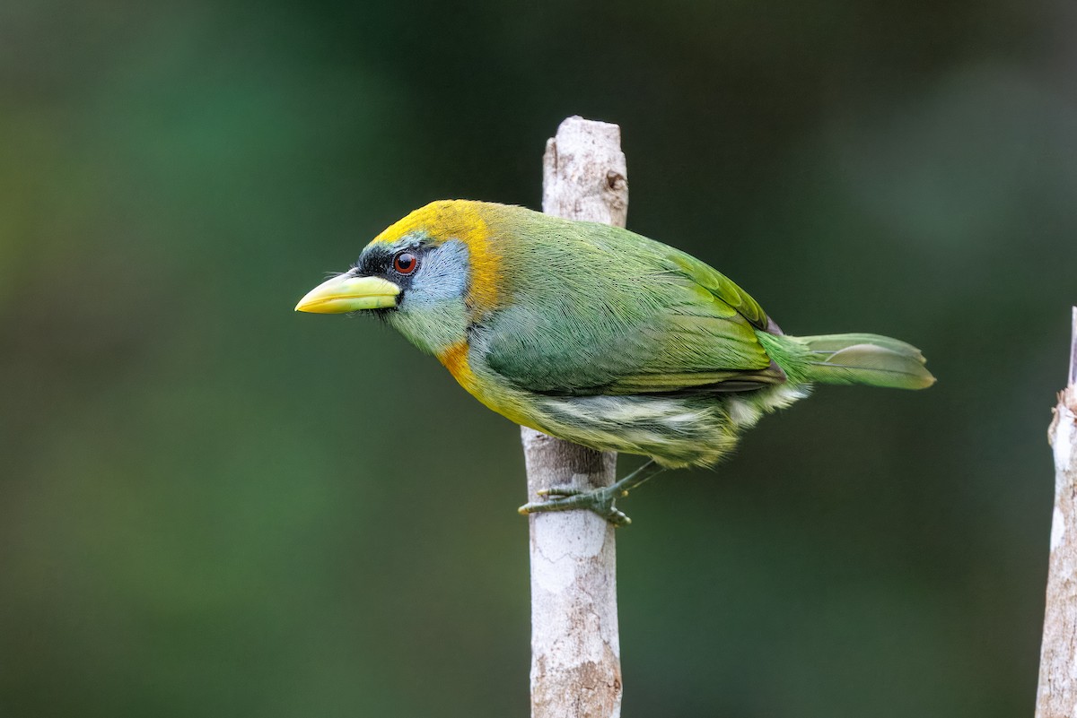 Kırmızı Başlı Barbet - ML641857239
