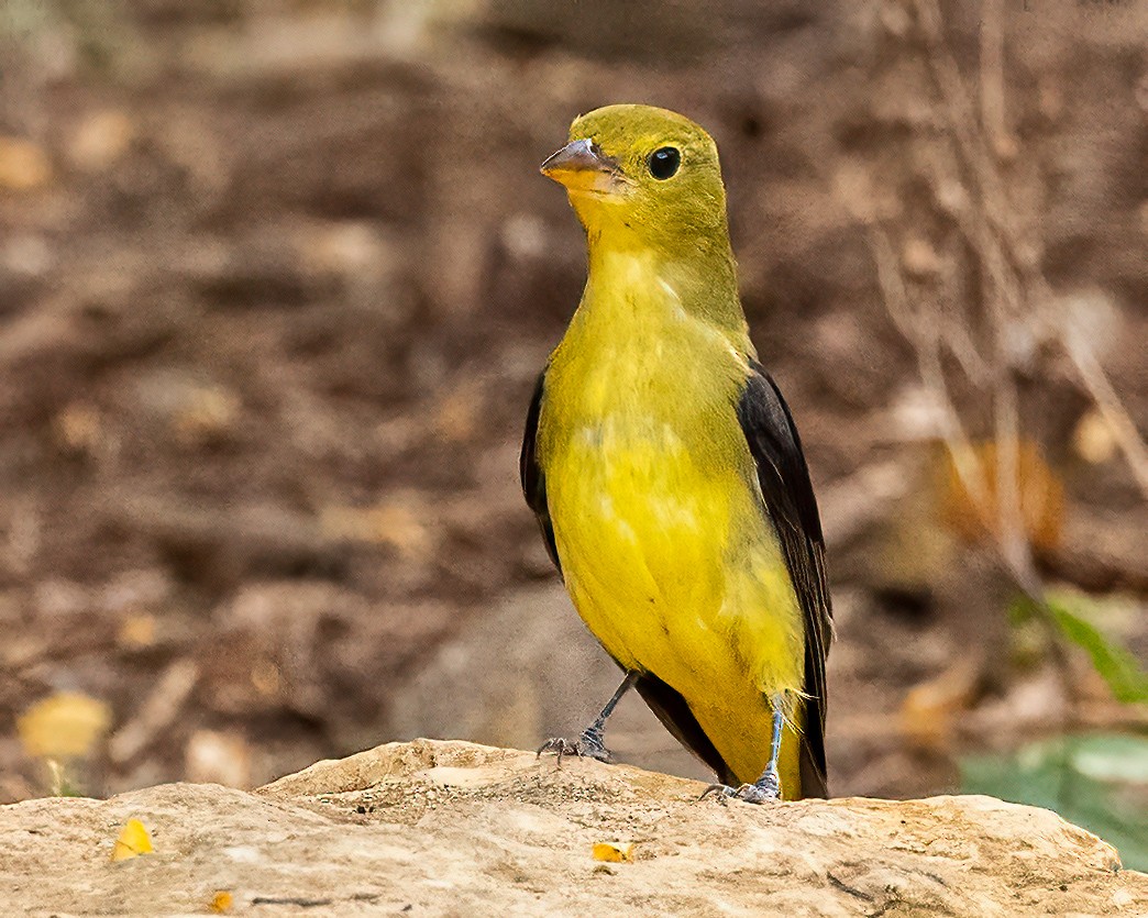 piranga šarlatová - ML641857266