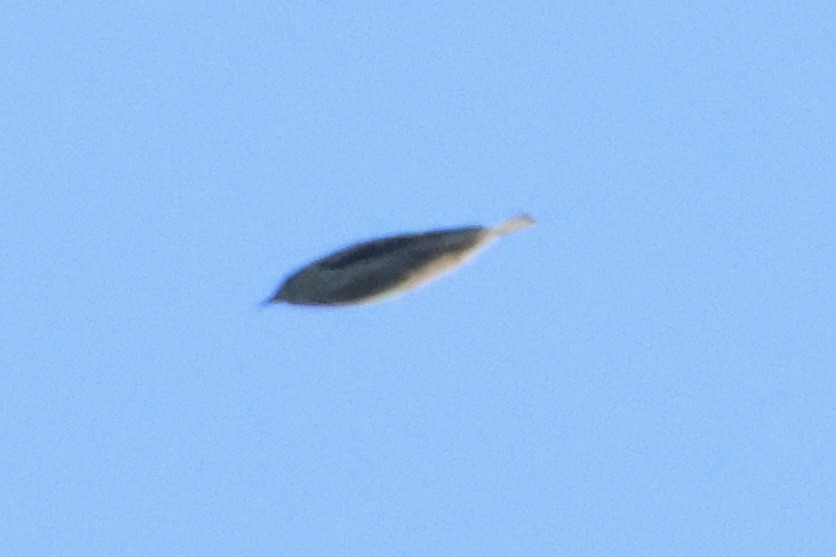 lesňáček sp. (Parulidae sp.) - ML641857284