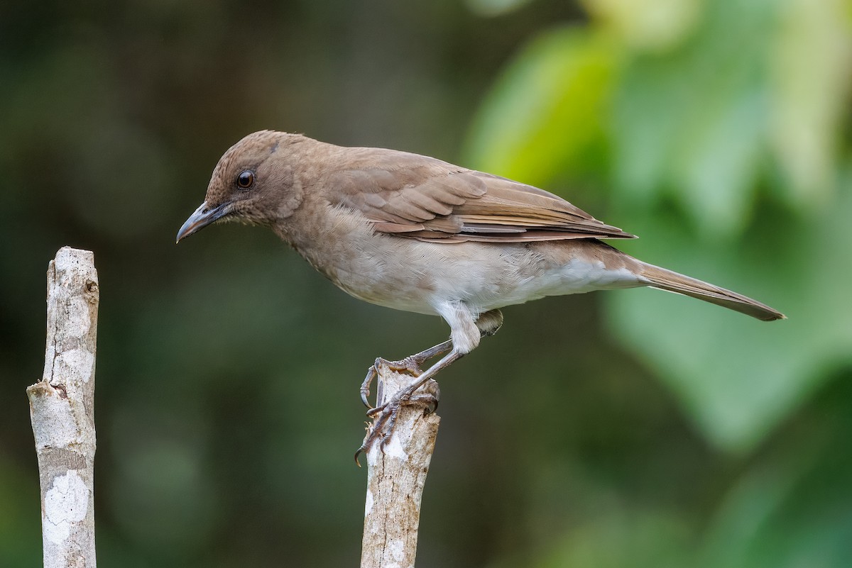 Black-billed Thrush - ML641857286