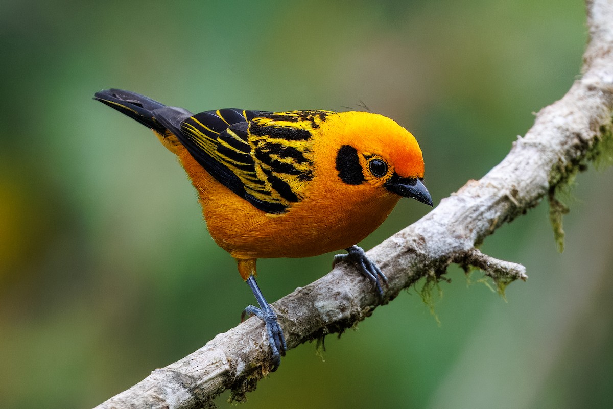 Golden Tanager - ML641857291