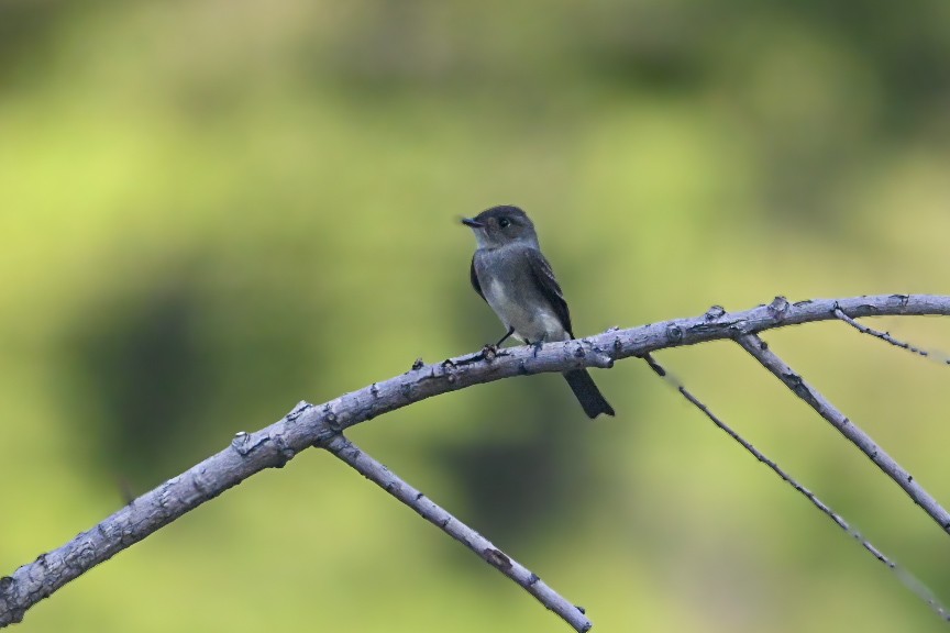 Black Phoebe - ML641857294