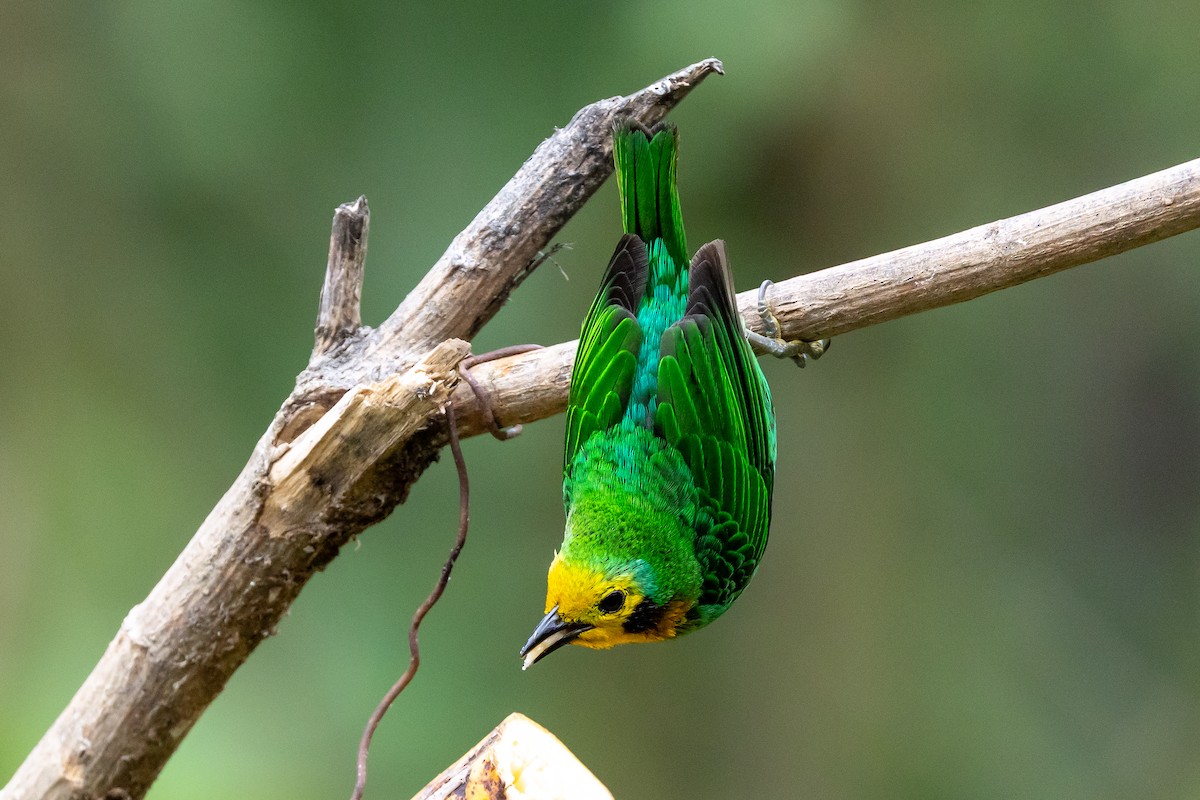 Multicolored Tanager - ML641857304