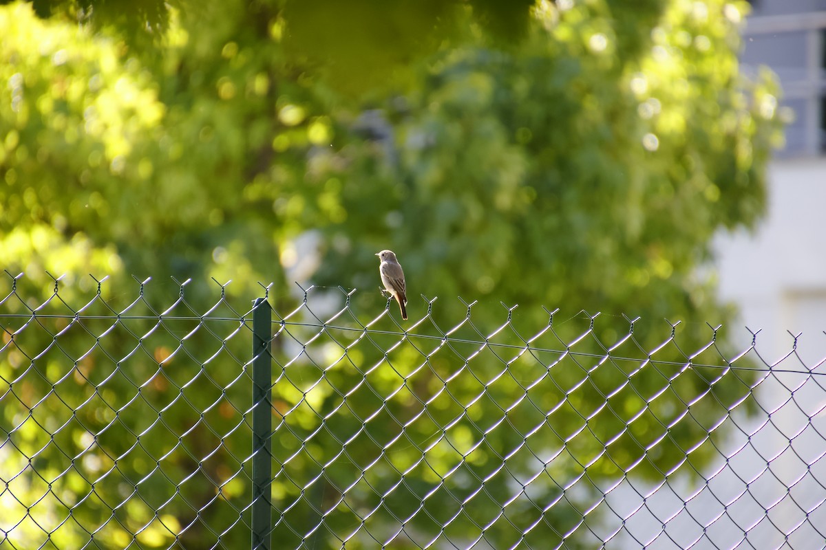 Common Redstart - ML641857308